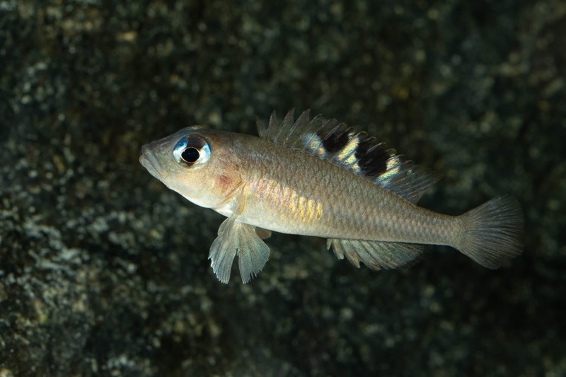 Lamprologus kungweensis 'Burton Bay'